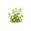 Kräuter