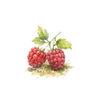Obst