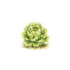 Salat